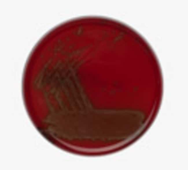 Thermo Scientific Columbia Blood Agar wi